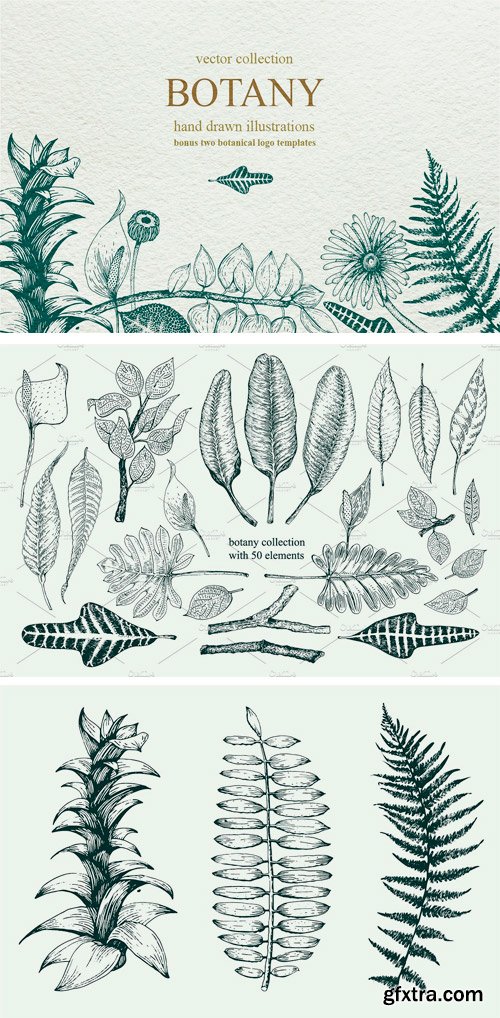 CM 1275900 - Vector Botany Collection