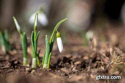 Collection spring nature forest grass sprout sprout tulip flower snowdrop 25 HQ Jpeg