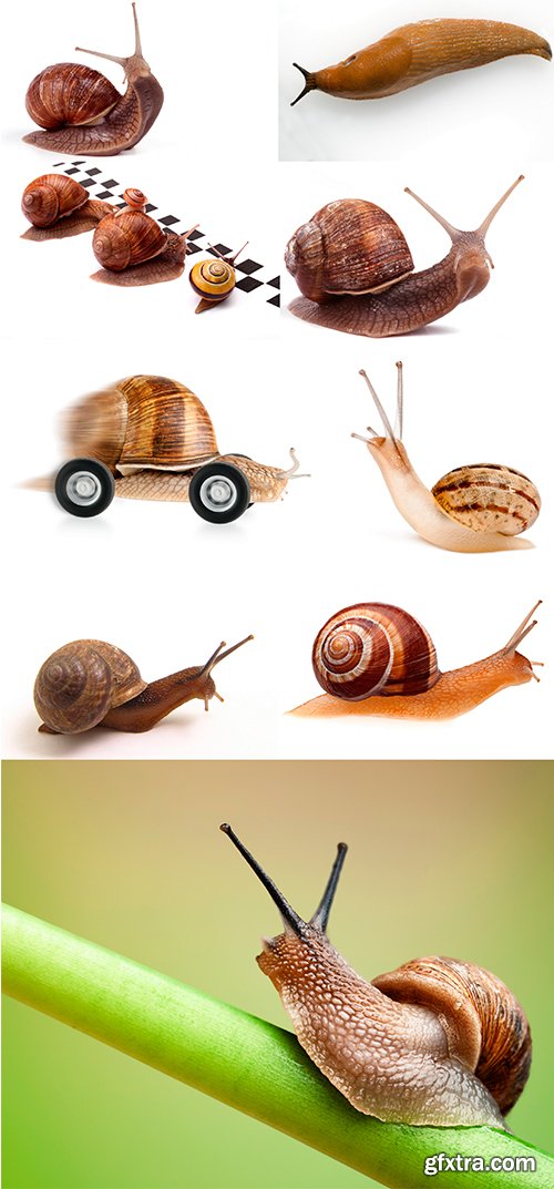 Snail - 9UHQ JPEG