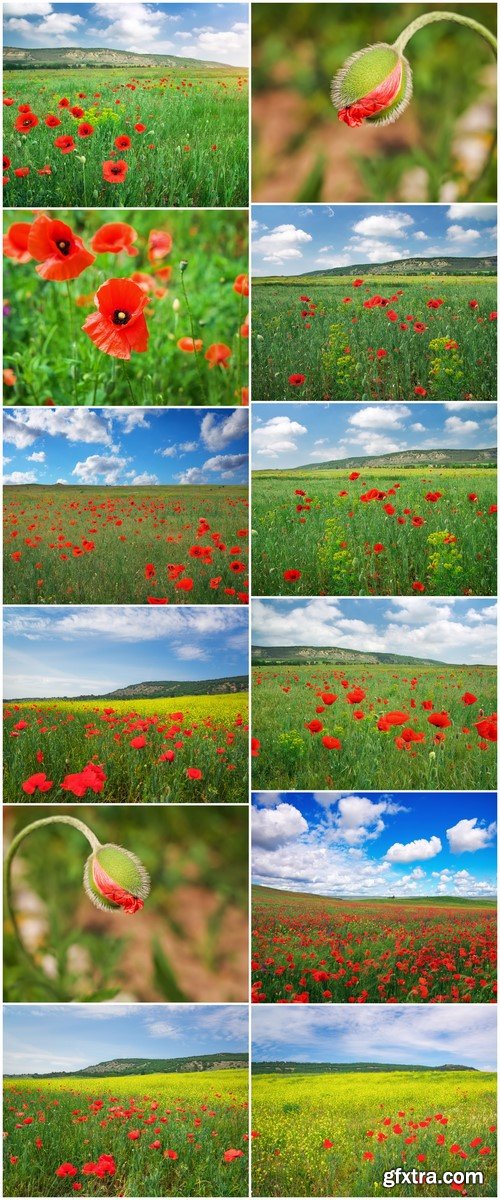 Beautiful Landscape Field with red poppies 12X JPEG