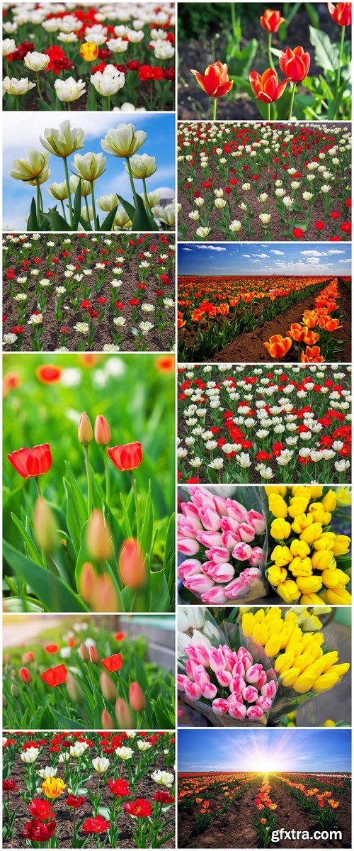 Colorful flowers in springtime Tulips field background 13X JPEG