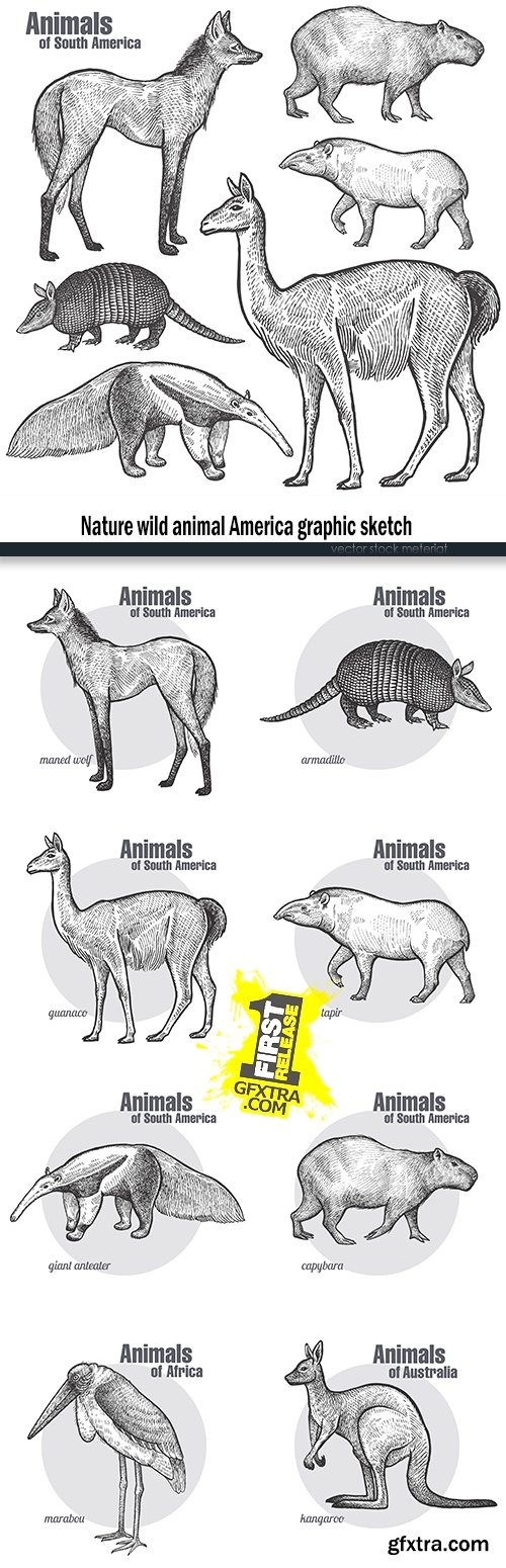 Nature wild animal America graphic sketch