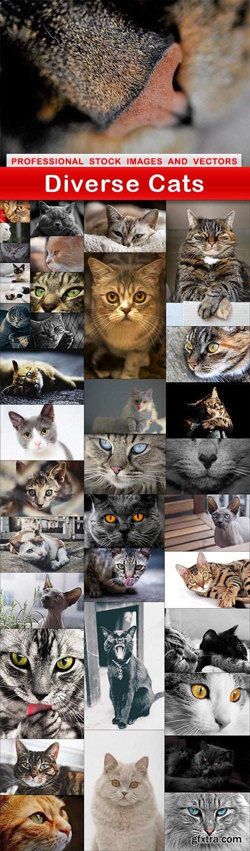 Diverse Cats - 42 UHQ JPEG