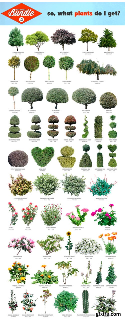 CM 1299918 - Botanical Bundle v2