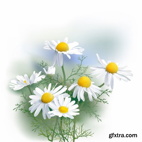 Collection daisy flower petal spring flyer banner frame background 25 EPS