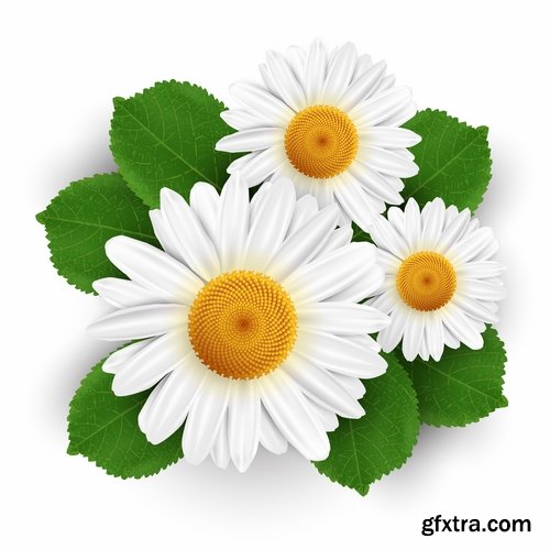 Collection daisy flower petal spring flyer banner frame background 25 EPS