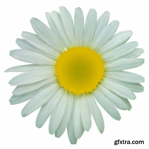 Collection daisy flower petal spring flyer banner frame background 25 EPS