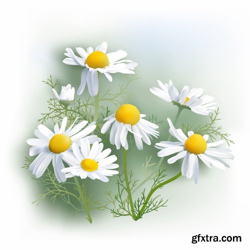 Collection daisy flower petal spring flyer banner frame background 25 EPS