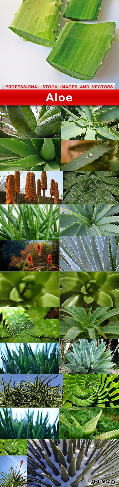 Aloe - 24 UHQ JPEG