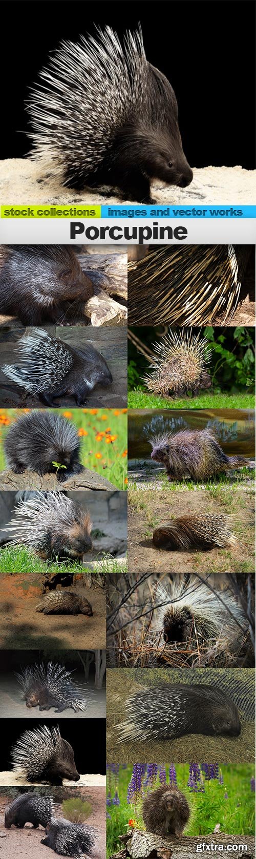 Porcupine, 15 x UHQ JPEG