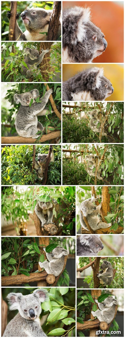 Koala in a eucalyptus tree 15X JEPG