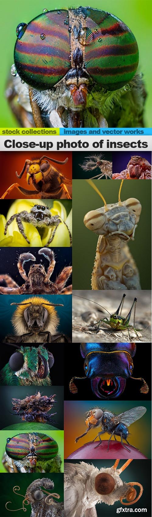 Close-up photo of insects, 15 x UHQ JPEG