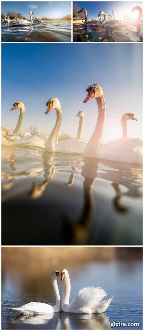 Beautiful white swans on a lake 4X JPEG