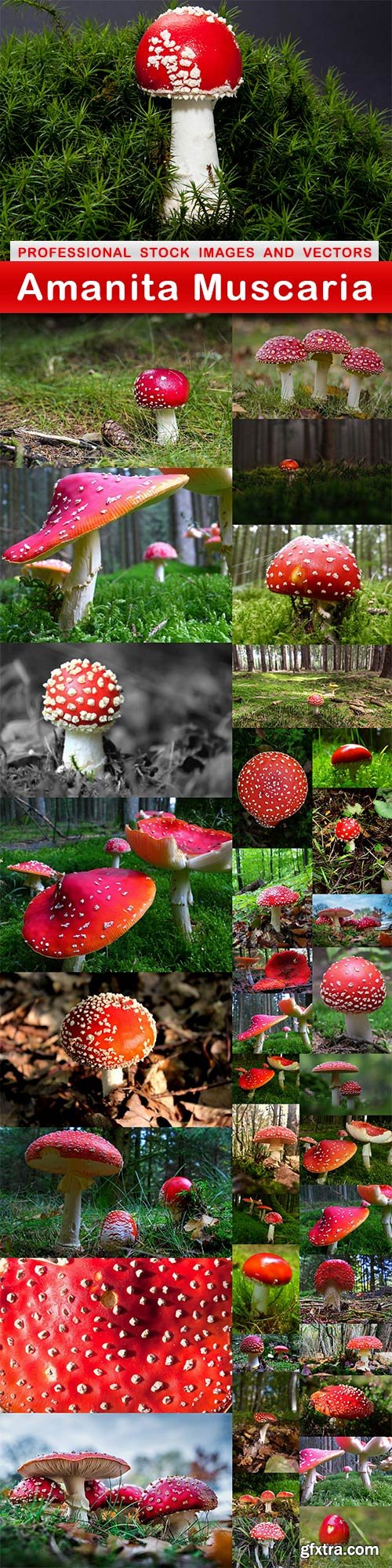 Amanita Muscaria - 45 UHQ JPEG