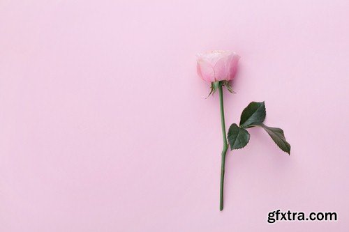 Pink background with flowers - 5 UHQ JPEG