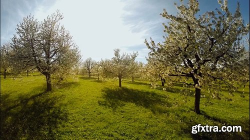 Fly over spring trees plants nature background summertime aerial view