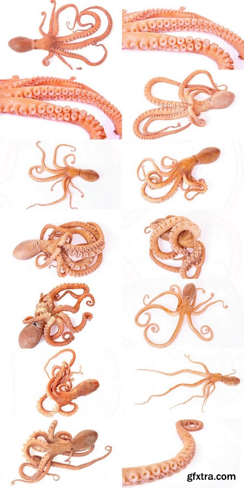 Octopus on a white background 2