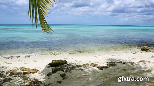 Caribbean Sea and Palm Leaves