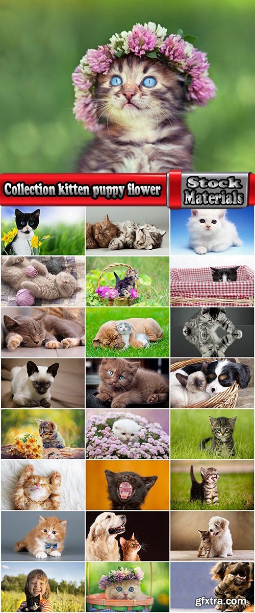 Collection kitten puppy flower nature dream fur fur wool 25 HQ Jpeg