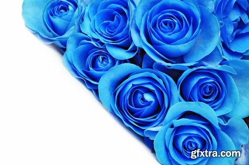 Collection flower field snowdrop rose nature landscape blue petal 25 HQ Jpeg