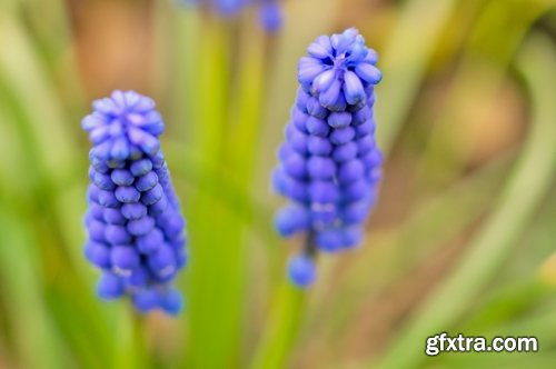 Collection flower field snowdrop rose nature landscape blue petal 25 HQ Jpeg