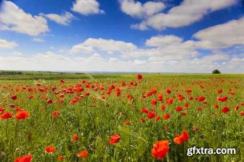 Collection flower field snowdrop rose nature landscape blue petal 25 HQ Jpeg