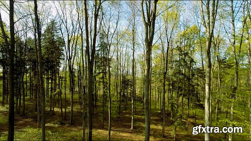 Green forest trees woods plants nature background summertime aerial