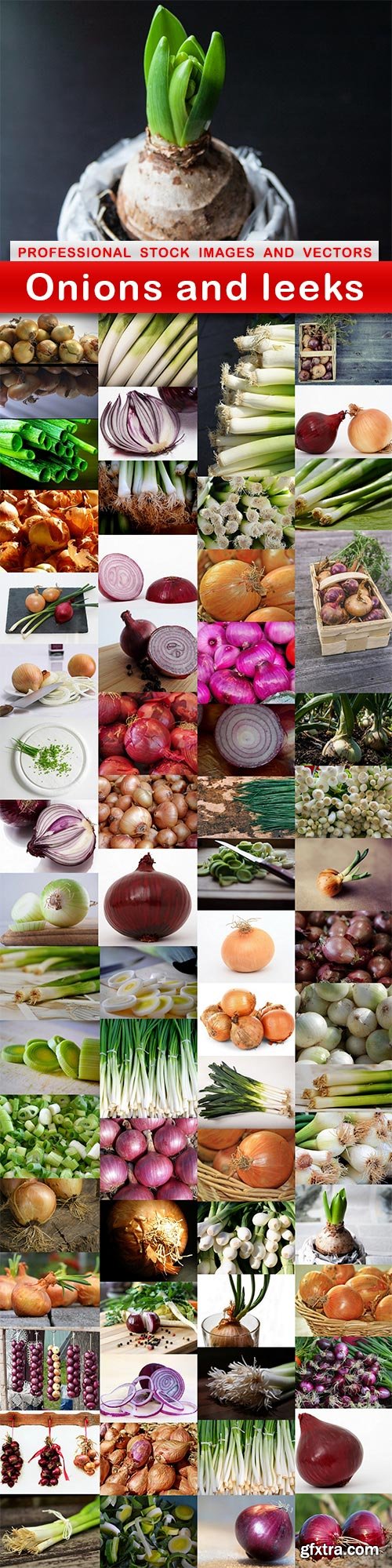 Onions and leeks - 65 UHQ JPEG