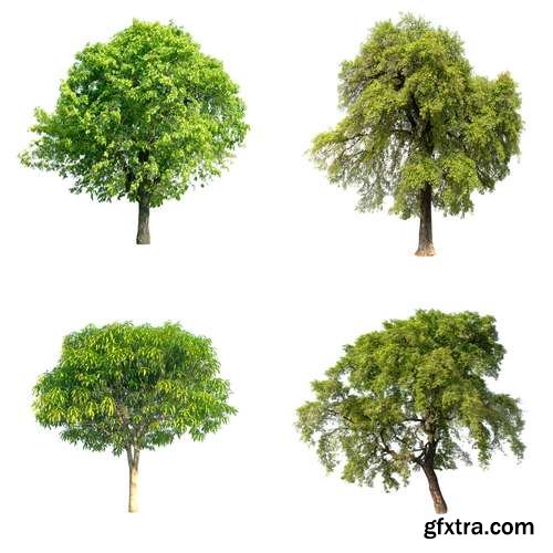 Tree Isolated on White Background 14