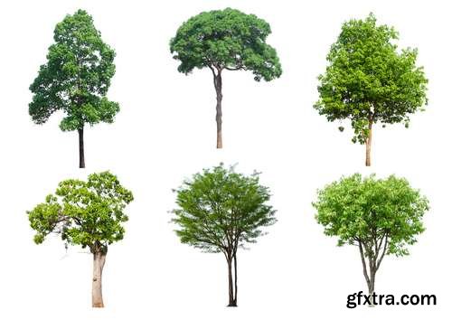 Tree Isolated on White Background 14