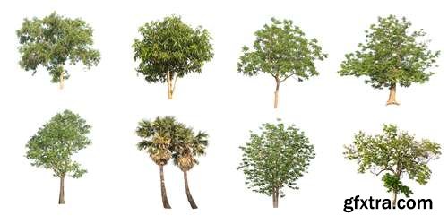 Tree Isolated on White Background 14