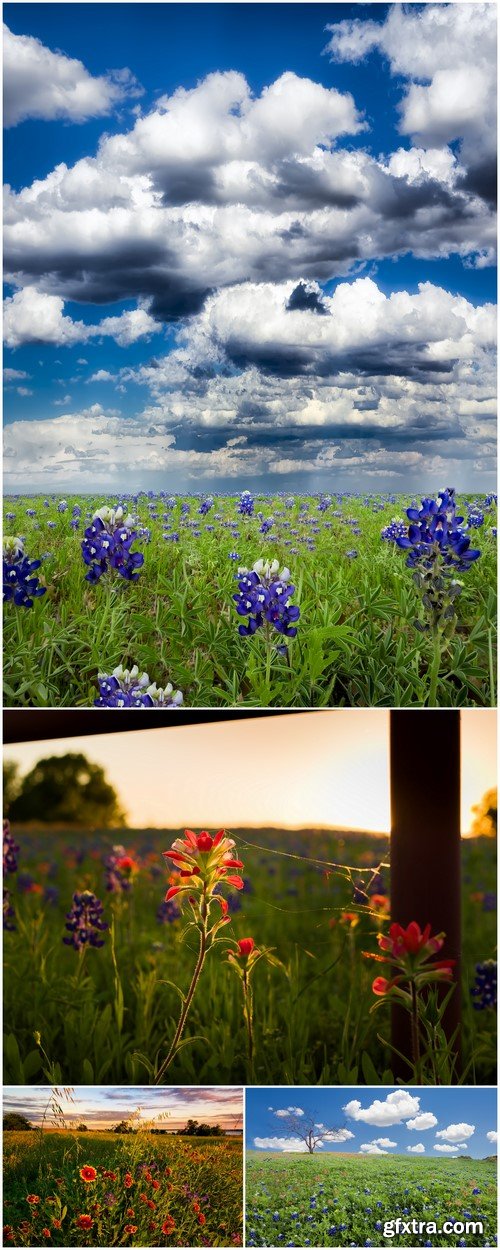 Wildflowers 5X JPEG