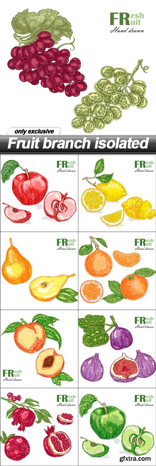 Fruit branch isolated - 9 EPS