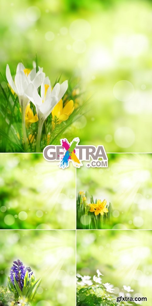 Stock Photo - Spring Flowers Backgrounds 4