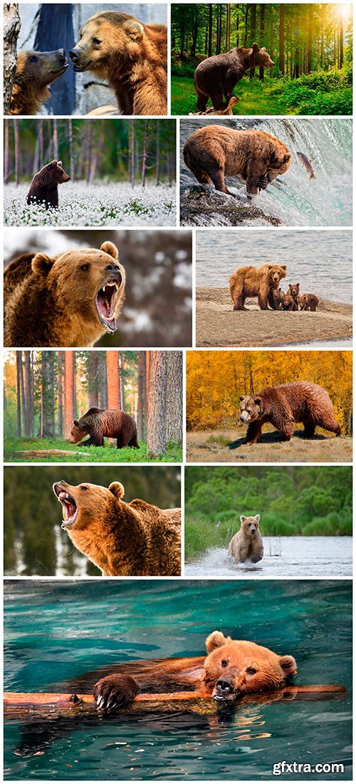 Grizzly_set2 - 11UHQ JPEG