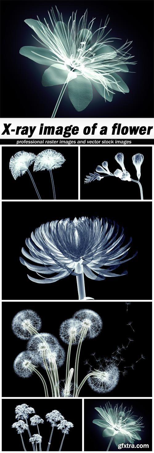 X-ray image of a flower - 6 UHQ JPEG