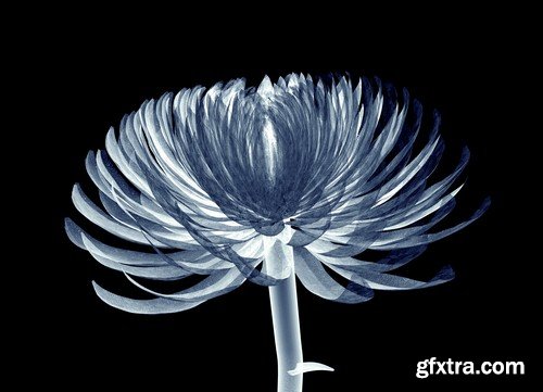 X-ray image of a flower - 6 UHQ JPEG