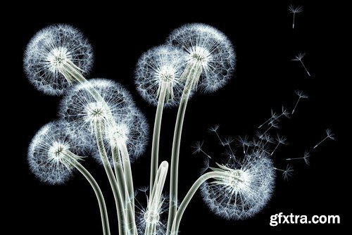 X-ray image of a flower - 6 UHQ JPEG