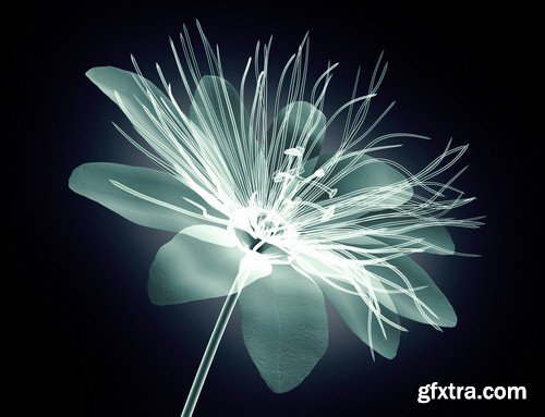 X-ray image of a flower - 6 UHQ JPEG