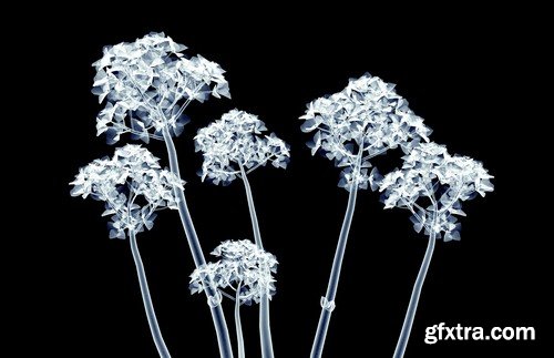 X-ray image of a flower - 6 UHQ JPEG