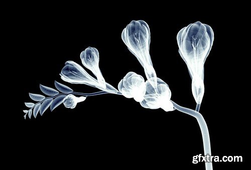 X-ray image of a flower - 6 UHQ JPEG