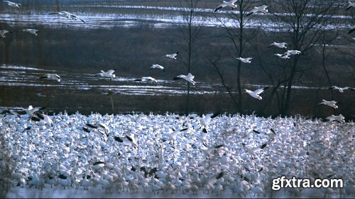 Slow motion snow geese flying over flock