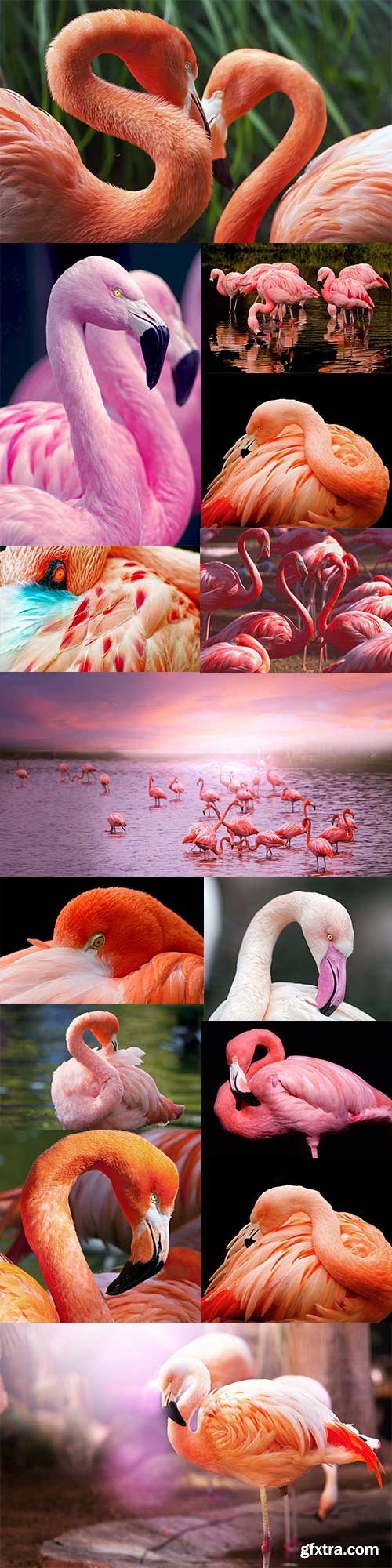 Pink flamingos