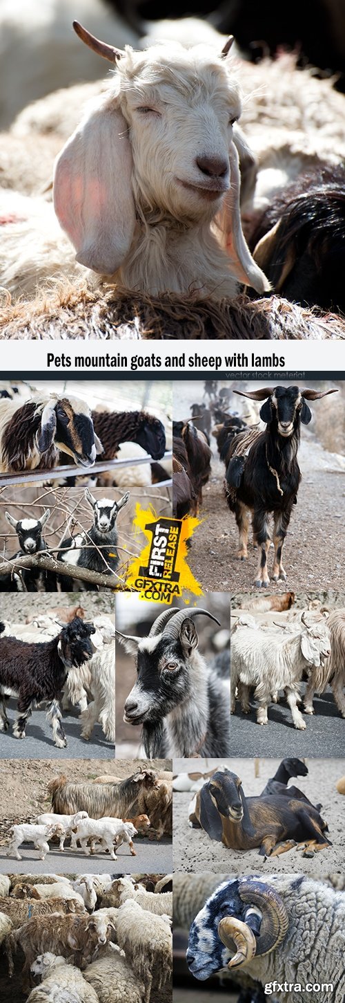 Pets mountain goats and sheep with lambs