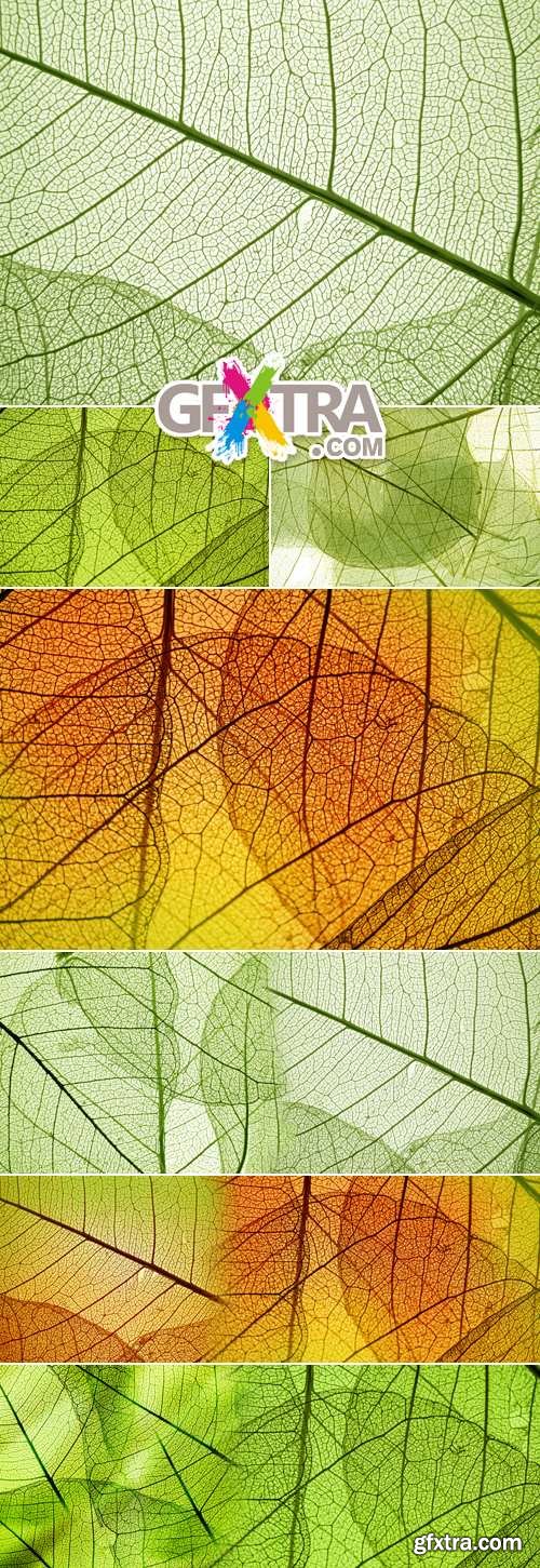 Stock Photo - Leaf Textures