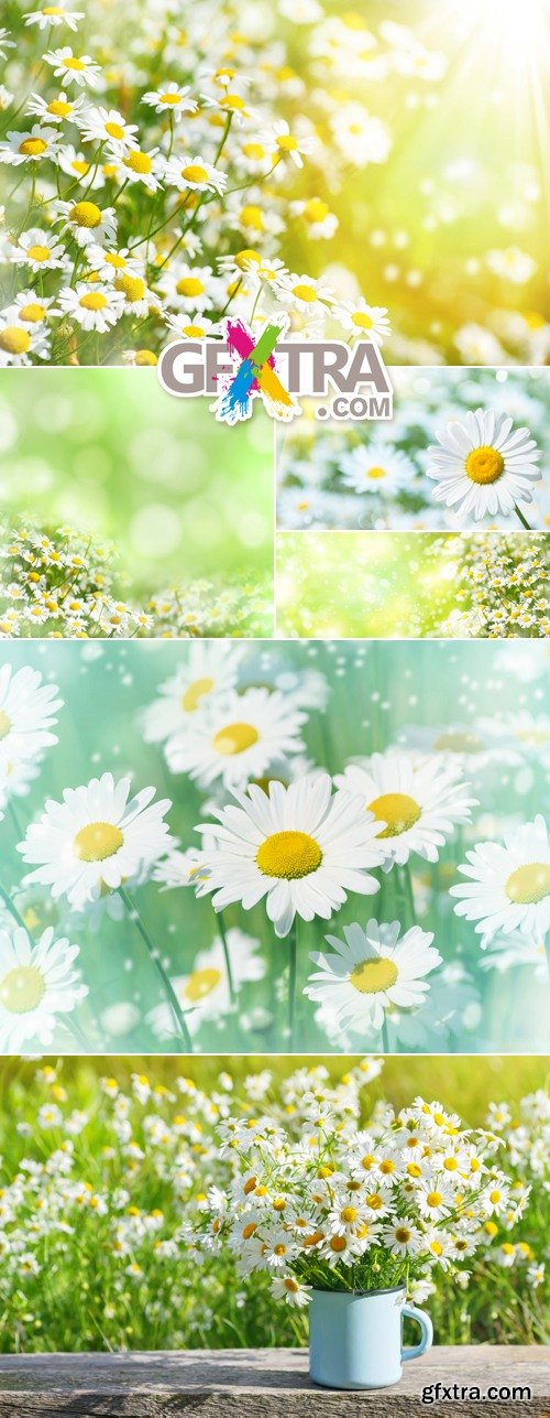 Stock Photo - Summer Daisies