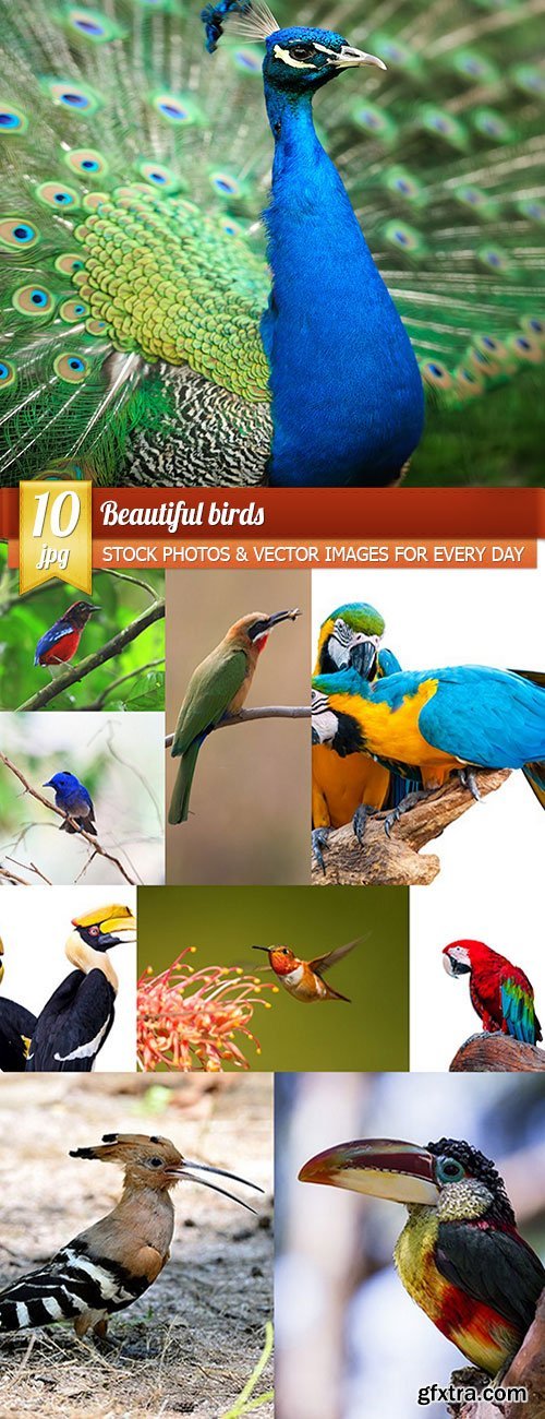 Beautiful birds, 10 x UHQ JPEG