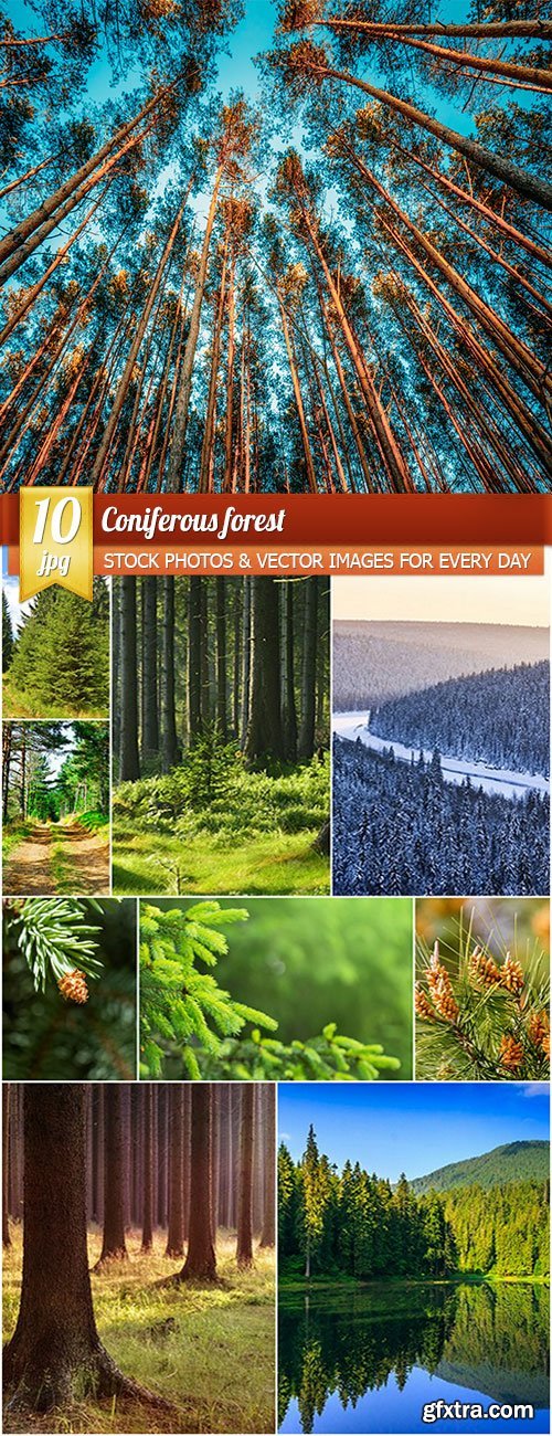 Coniferous forest, 10 x UHQ JPEG