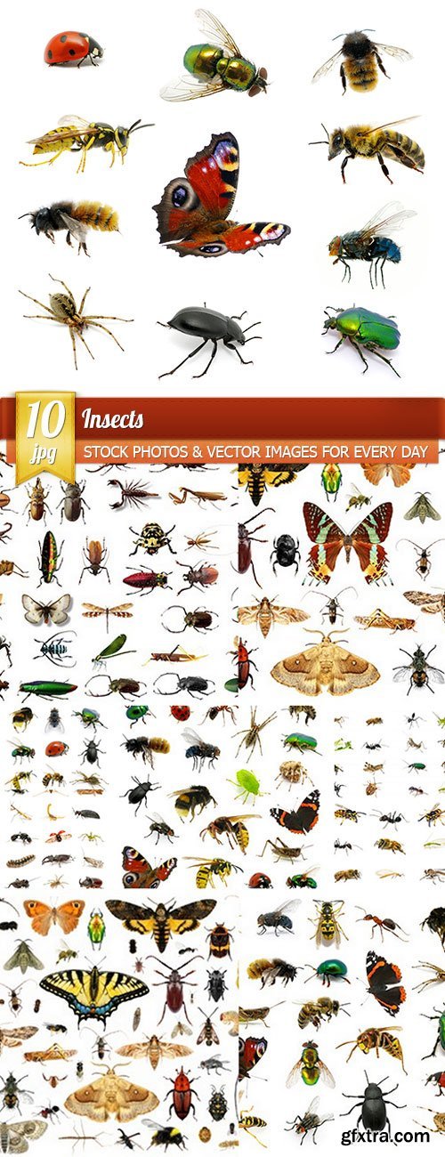 Insects, 10 x UHQ JPEG