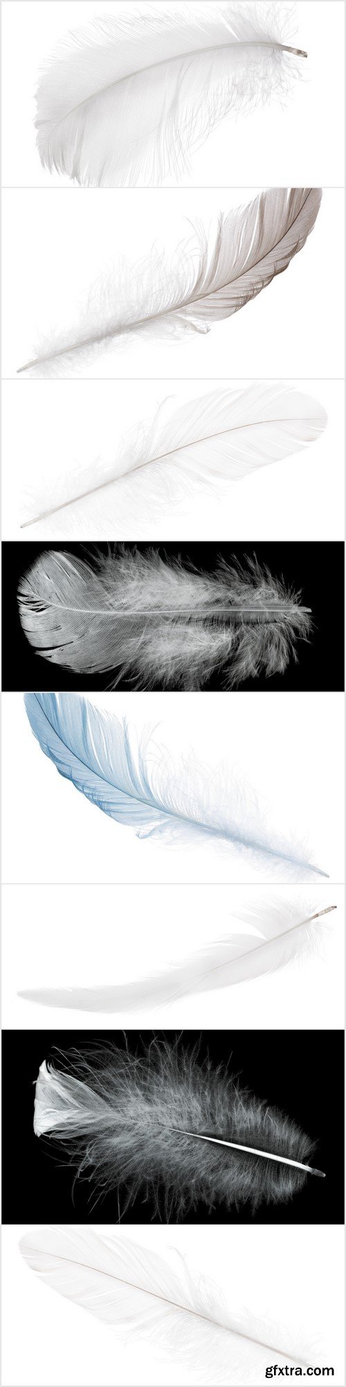 Pure white soft feather 8X JPEG